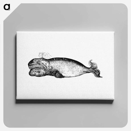 アートパネル-Whale from The Earth, Tricone Of Universal Geography For G. Marinelli And Other Italian Scientists, Etc
 - 大英図書館 Canvas.