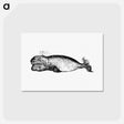 アートポストカード-Whale from The Earth, Tricone Of Universal Geography For G. Marinelli And Other Italian Scientists, Etc
 - 大英図書館 Postcard.