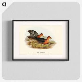 アートポスター-Red-necked Rail
 - ジョン グールド Poster.