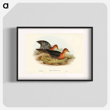 Red-necked Rail
 - ジョン グールド Poster.
