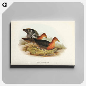 アートパネル-Red-necked Rail
 - ジョン グールド Canvas.
