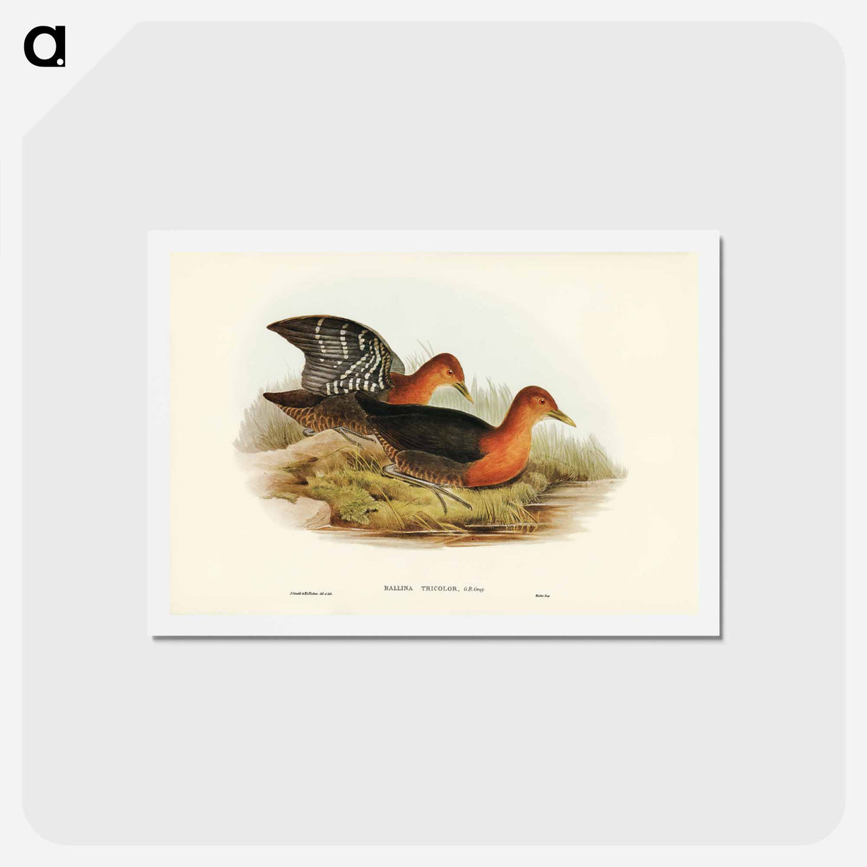 アートポストカード-Red-necked Rail
 - ジョン グールド Postcard.