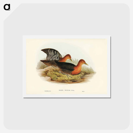 アートポストカード-Red-necked Rail
 - ジョン グールド Postcard.