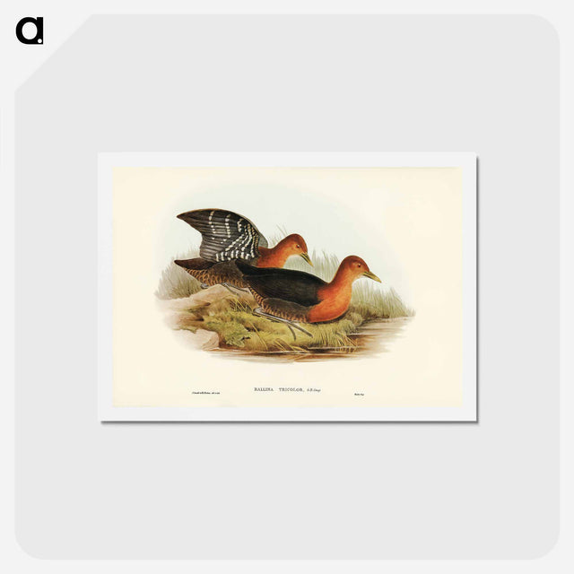 アートポストカード-Red-necked Rail
 - ジョン グールド Postcard.