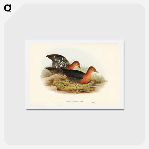 Red-necked Rail
 - ジョン グールド Postcard.
