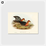 アートポストカード-Red-necked Rail
 - ジョン グールド Postcard.