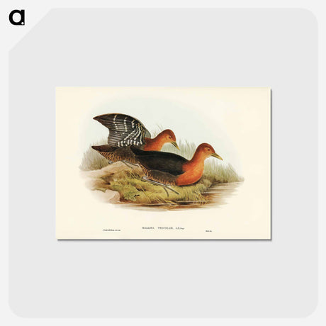 アートポストカード-Red-necked Rail
 - ジョン グールド Postcard.