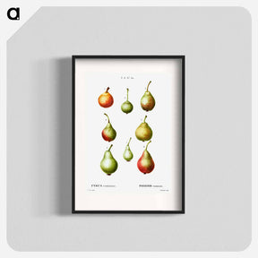 アートポスター-Pear, Pyrus communis - ピエール ジョゼフ ルドゥーテ Poster.