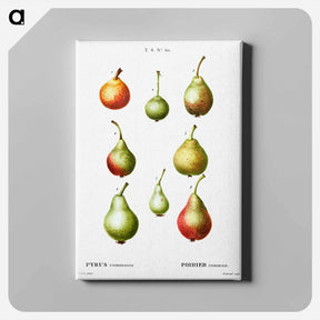アートパネル-Pear, Pyrus communis - ピエール ジョゼフ ルドゥーテ Canvas.