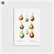 アートポストカード-Pear, Pyrus communis - ピエール ジョゼフ ルドゥーテ Postcard.