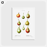 アートポストカード-Pear, Pyrus communis - ピエール ジョゼフ ルドゥーテ Postcard.