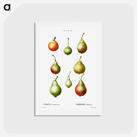 アートポストカード-Pear, Pyrus communis - ピエール ジョゼフ ルドゥーテ Postcard.