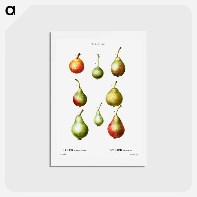 アートポストカード-Pear, Pyrus communis - ピエール ジョゼフ ルドゥーテ Postcard.