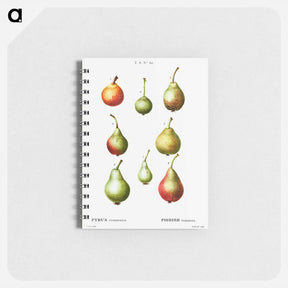 アートメモ帳-Pear, Pyrus communis - ピエール ジョゼフ ルドゥーテ Memo.