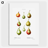 Pear, Pyrus communis - ピエール ジョゼフ ルドゥーテ Poster.