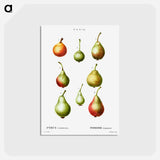 アートポストカード-Pear, Pyrus communis - ピエール ジョゼフ ルドゥーテ Postcard.