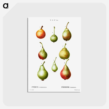 アートポストカード-Pear, Pyrus communis - ピエール ジョゼフ ルドゥーテ Postcard.