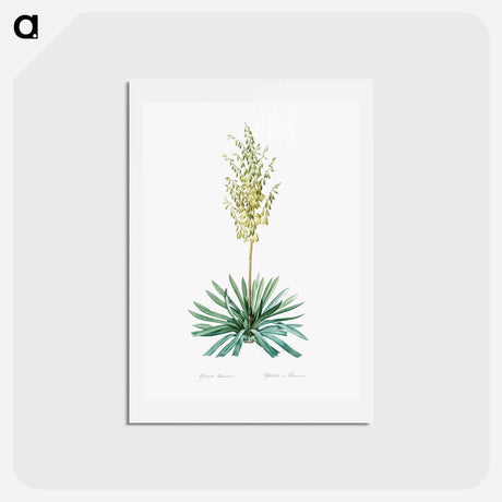 アートポストカード-Adam's needle - ピエール ジョゼフ ルドゥーテ Postcard.