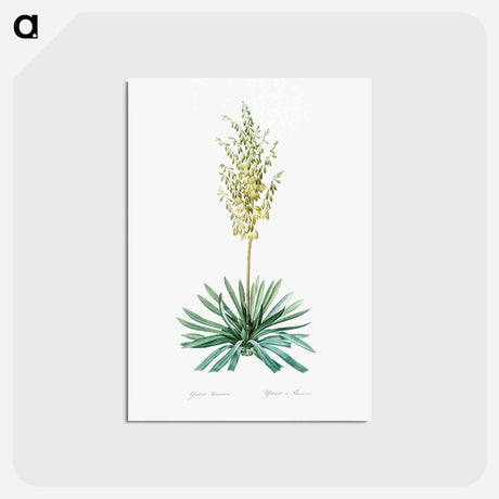 アートポストカード-Adam's needle - ピエール ジョゼフ ルドゥーテ Postcard.