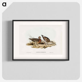 アートポスター-Curlew Sandpiper
 - ジョン グールド Poster.