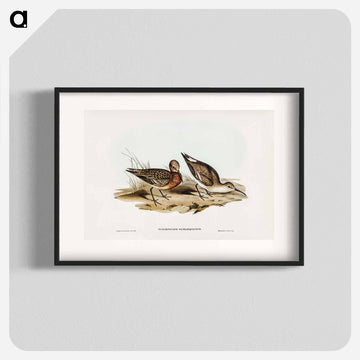 Curlew Sandpiper
 - ジョン グールド Poster.