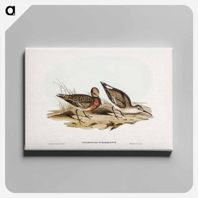 アートパネル-Curlew Sandpiper
 - ジョン グールド Canvas.