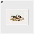 アートポストカード-Curlew Sandpiper
 - ジョン グールド Postcard.