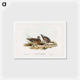 アートポストカード-Curlew Sandpiper
 - ジョン グールド Postcard.
