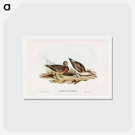 アートポストカード-Curlew Sandpiper
 - ジョン グールド Postcard.