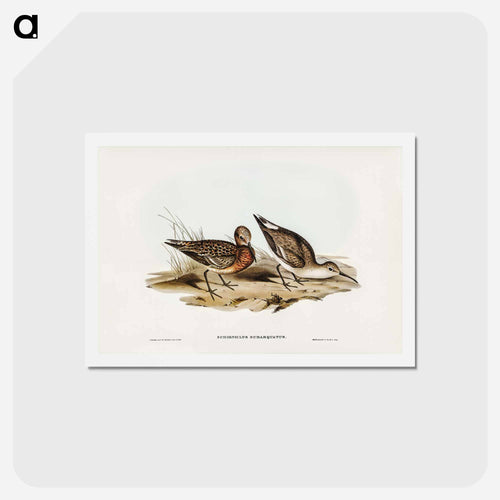 Curlew Sandpiper
 - ジョン グールド Postcard.