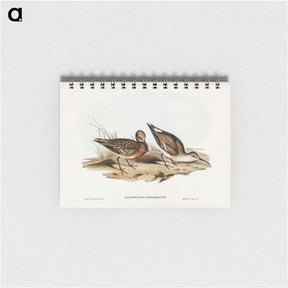 アートメモ帳-Curlew Sandpiper
 - ジョン グールド Memo.
