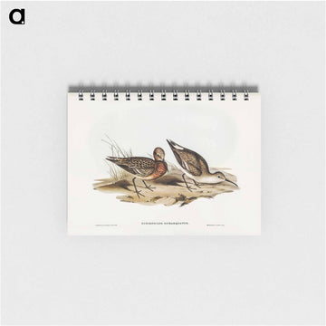 Curlew Sandpiper
 - ジョン グールド Memo.