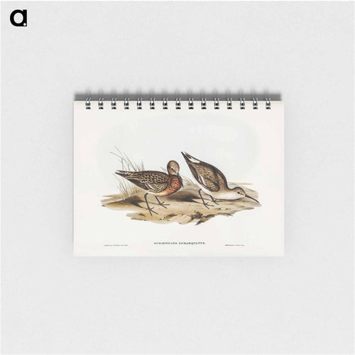 Curlew Sandpiper
 - John Gould Memo.