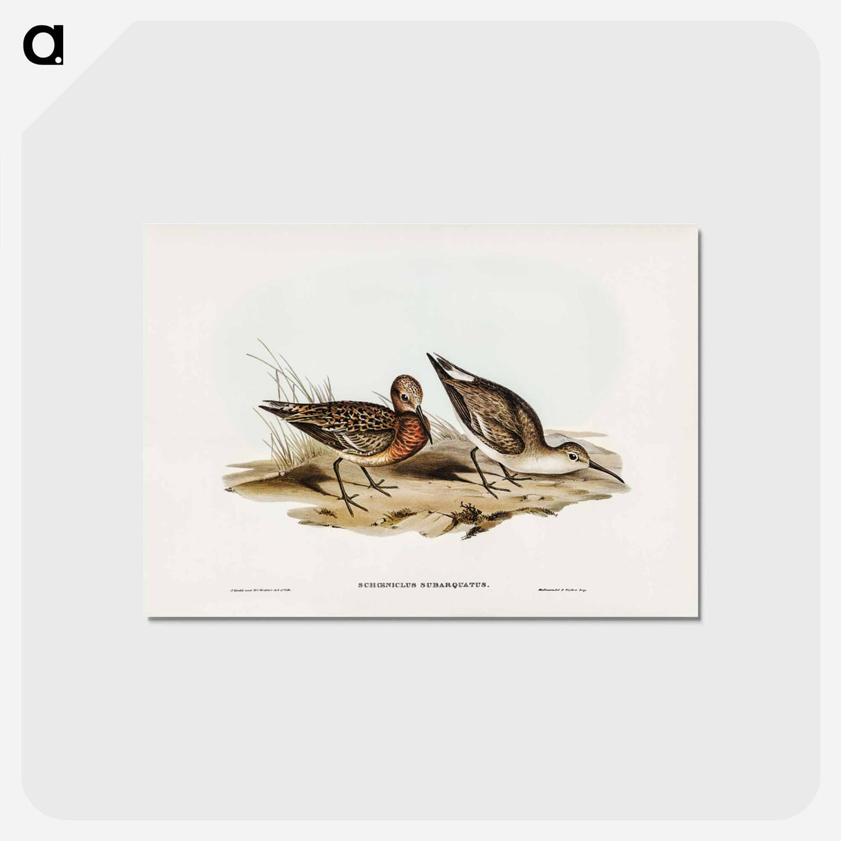 アートポストカード-Curlew Sandpiper
 - ジョン グールド Postcard.