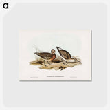 アートポストカード-Curlew Sandpiper
 - ジョン グールド Postcard.