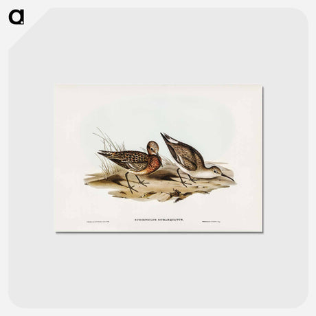 アートポストカード-Curlew Sandpiper
 - ジョン グールド Postcard.