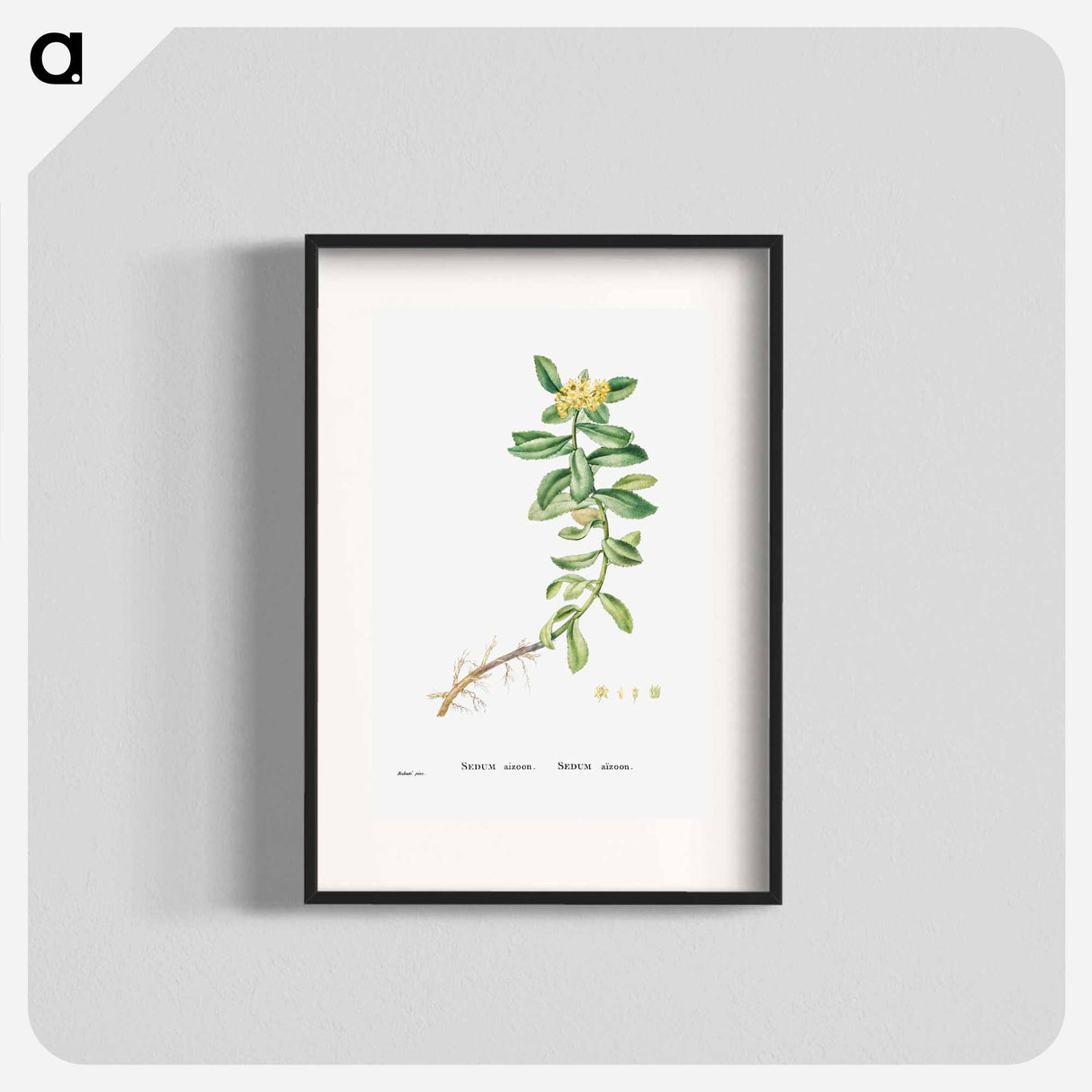 Sedum Aizoon (Aizoon Stonecrop) - Pierre Joseph Redouté Poster.