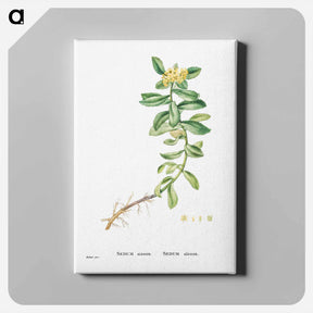アートパネル-Sedum Aizoon (Aizoon Stonecrop) - ピエール ジョゼフ ルドゥーテ Canvas.