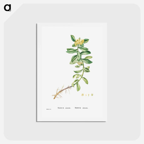 アートポストカード-Sedum Aizoon (Aizoon Stonecrop) - ピエール ジョゼフ ルドゥーテ Postcard.