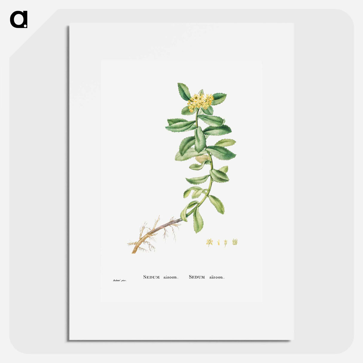 Sedum Aizoon (Aizoon Stonecrop) - Pierre Joseph Redouté Poster.