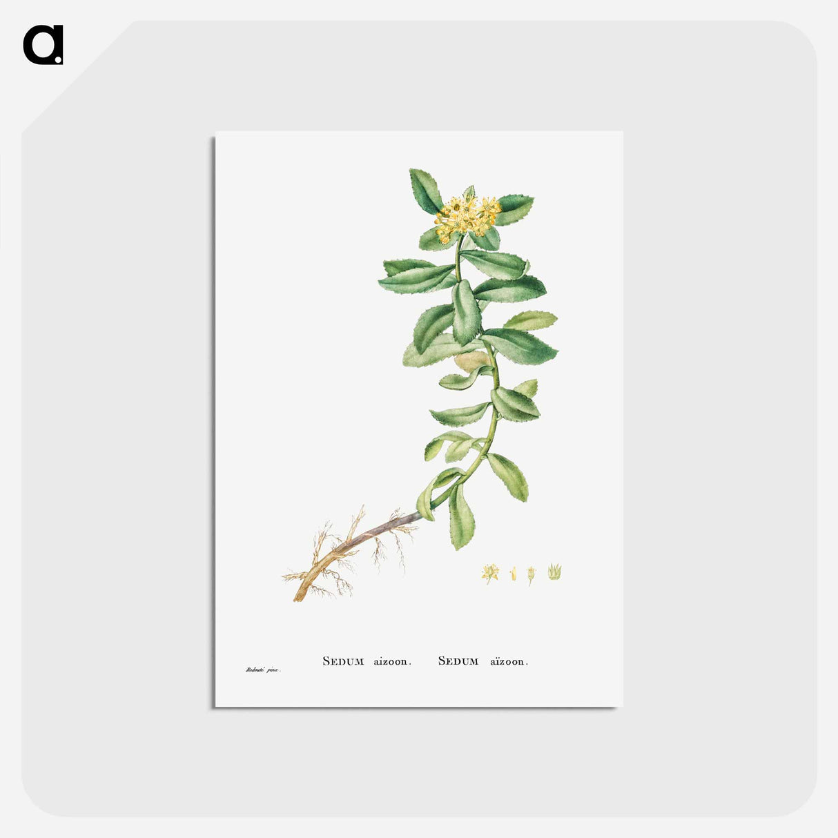 アートポストカード-Sedum Aizoon (Aizoon Stonecrop) - ピエール ジョゼフ ルドゥーテ Postcard.