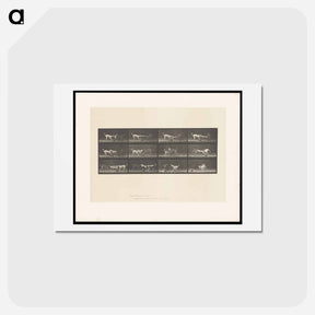 アートポストカード-Dogs Fighting Over Cloth
 - エドワード マイブリッジ Postcard.