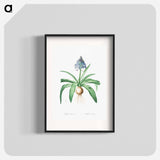 Portuguese squill illustration - Pierre Joseph Redouté Poster.