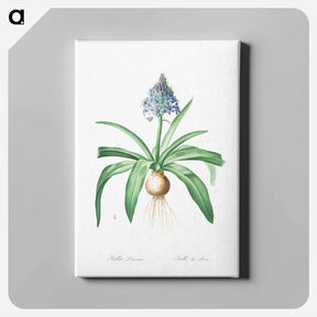 アートパネル-Portuguese squill illustration - ピエール ジョゼフ ルドゥーテ Canvas.