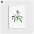 アートポストカード-Portuguese squill illustration - ピエール ジョゼフ ルドゥーテ Postcard.