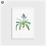 アートポストカード-Portuguese squill illustration - ピエール ジョゼフ ルドゥーテ Postcard.
