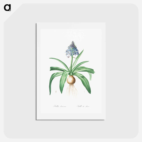 アートポストカード-Portuguese squill illustration - ピエール ジョゼフ ルドゥーテ Postcard.