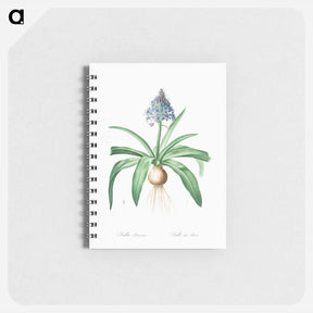 アートメモ帳-Portuguese squill illustration - ピエール ジョゼフ ルドゥーテ Memo.