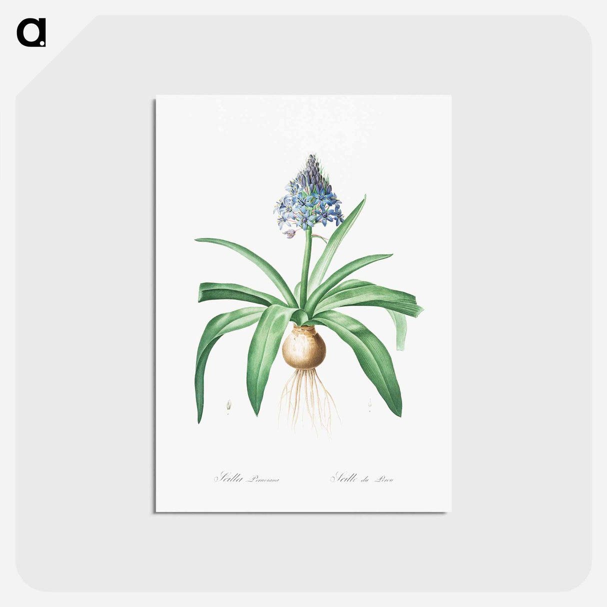 アートポストカード-Portuguese squill illustration - ピエール ジョゼフ ルドゥーテ Postcard.