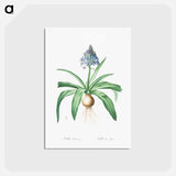 アートポストカード-Portuguese squill illustration - ピエール ジョゼフ ルドゥーテ Postcard.